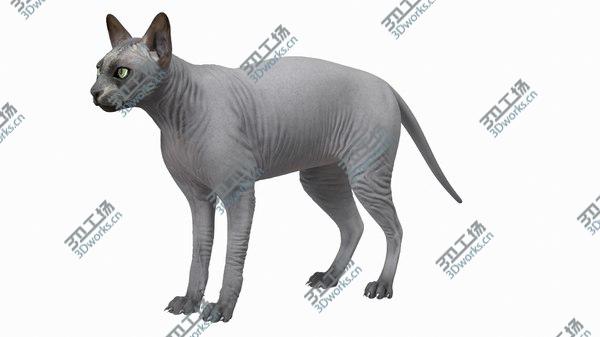 images/goods_img/20210312/Sphynx Cat Solid Color Black Rigged 3D/2.jpg